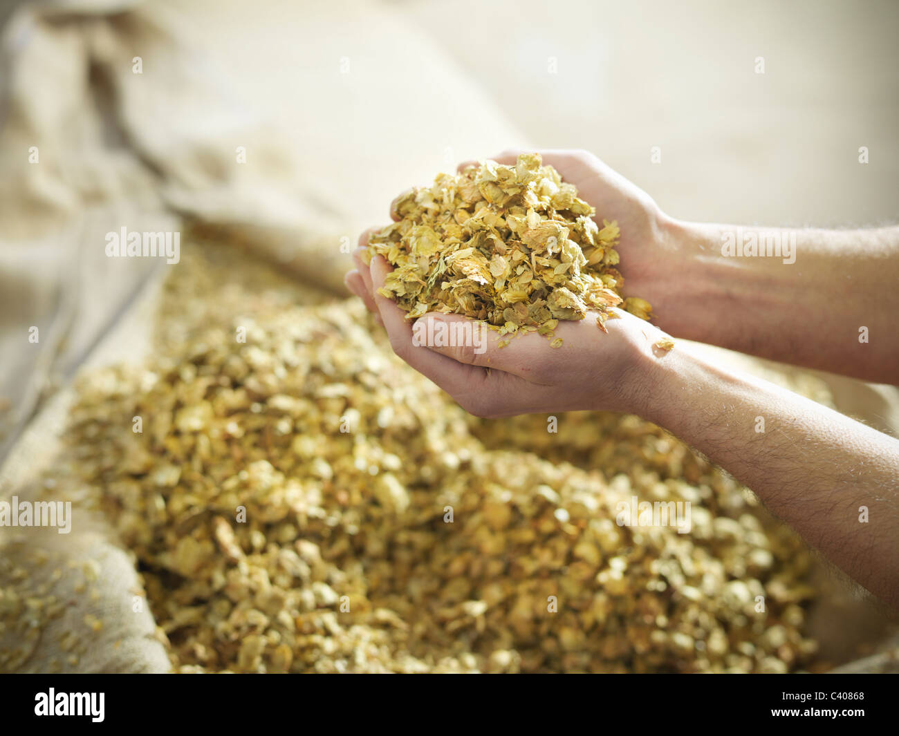 Hands holding hops in brewery Stock Photo