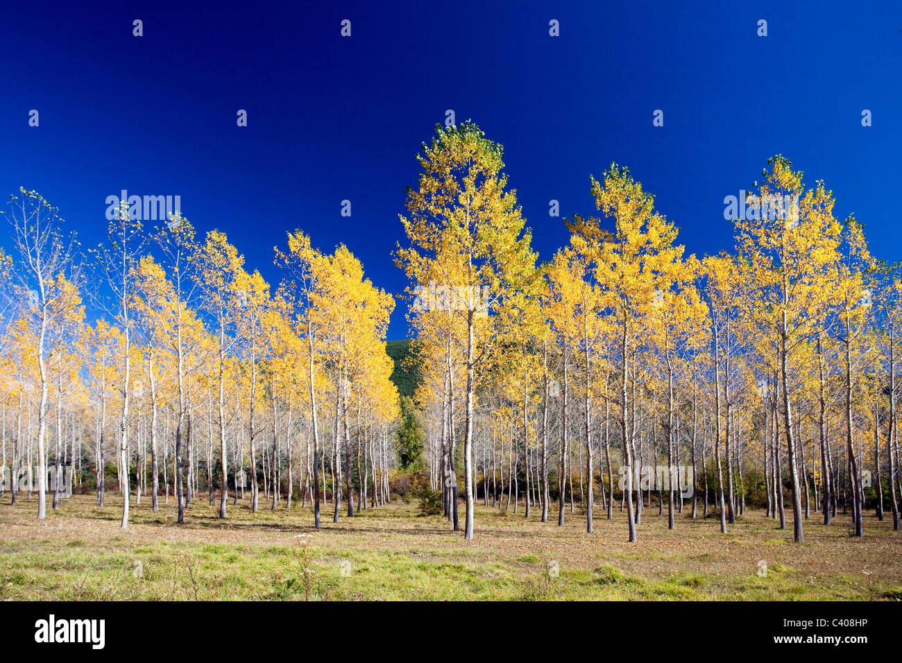 Spain, Europe, Aragon, Huesca, Pyrenees, wood, forest, birches, autumn, trees Stock Photo