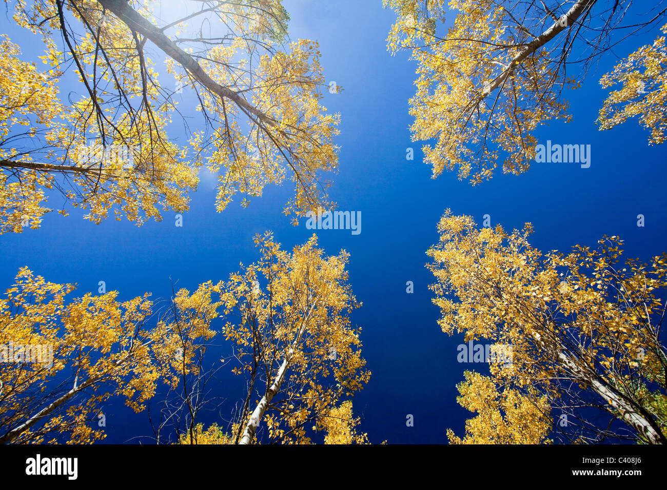 Spain, Europe, Aragon, Huesca, Pyrenees, wood, forest, birches, autumn, trees Stock Photo
