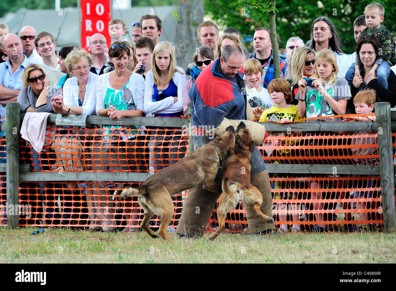 Military attack dogs, Belgian Shepherd Dog / Malinois, biting man in protective clothing during open day of the army in Belgium Stock Photo