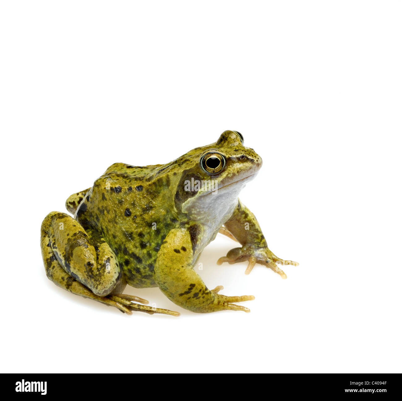 common frog Stock Photo