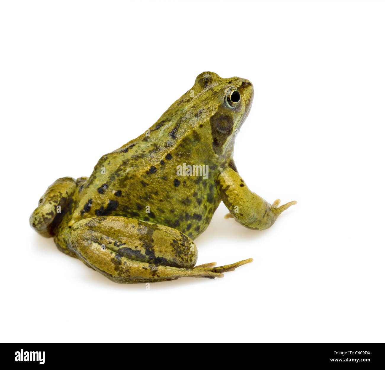 common frog Stock Photo