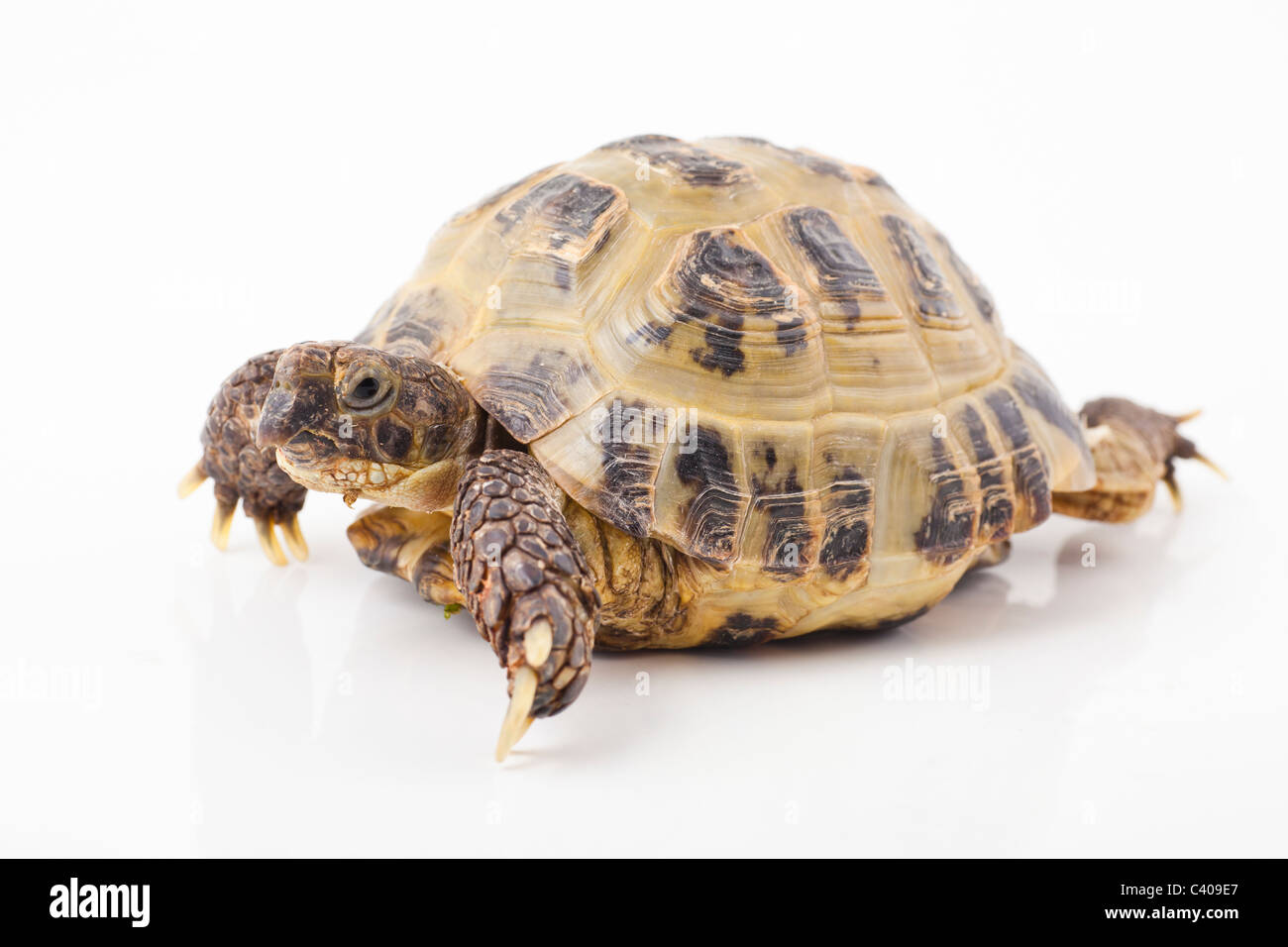 Russian tortoise on a shite background, Focus is shallow Stock Photo