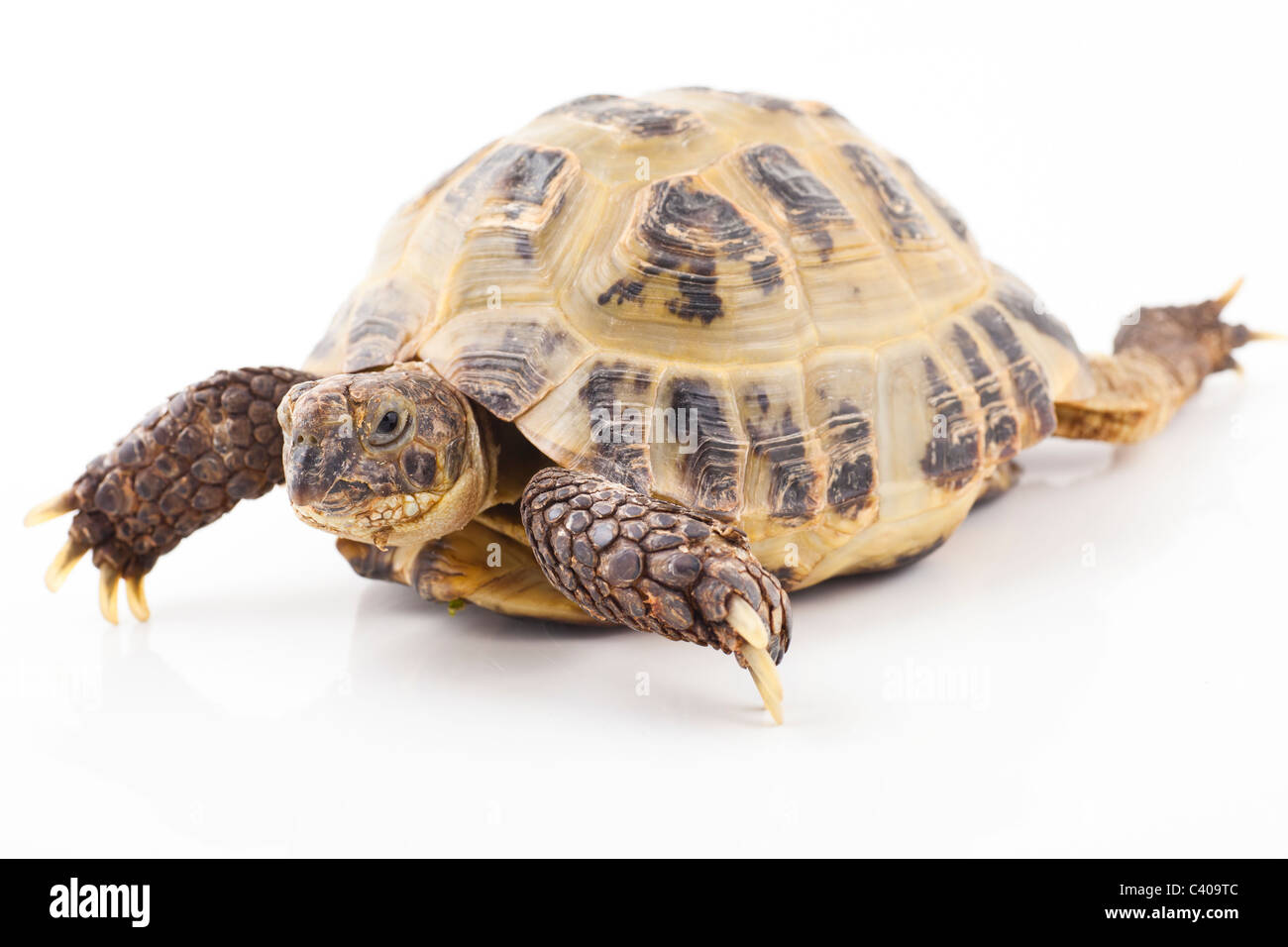 Russian tortoise on a white background, Focus is shallow Stock Photo