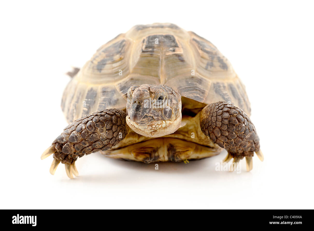 Russian tortoise on a shite background, Focus is shallow Stock Photo