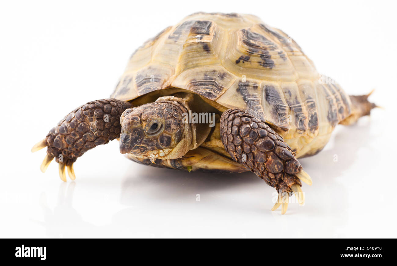 Russian tortoise on a shite background, Focus is shallow Stock Photo
