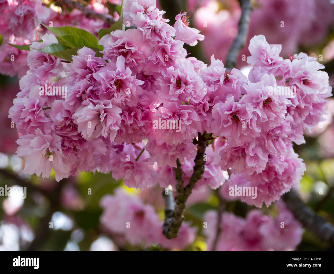 Pink ornamental cherry blossom (photographed in the UK Stock Photo - Alamy