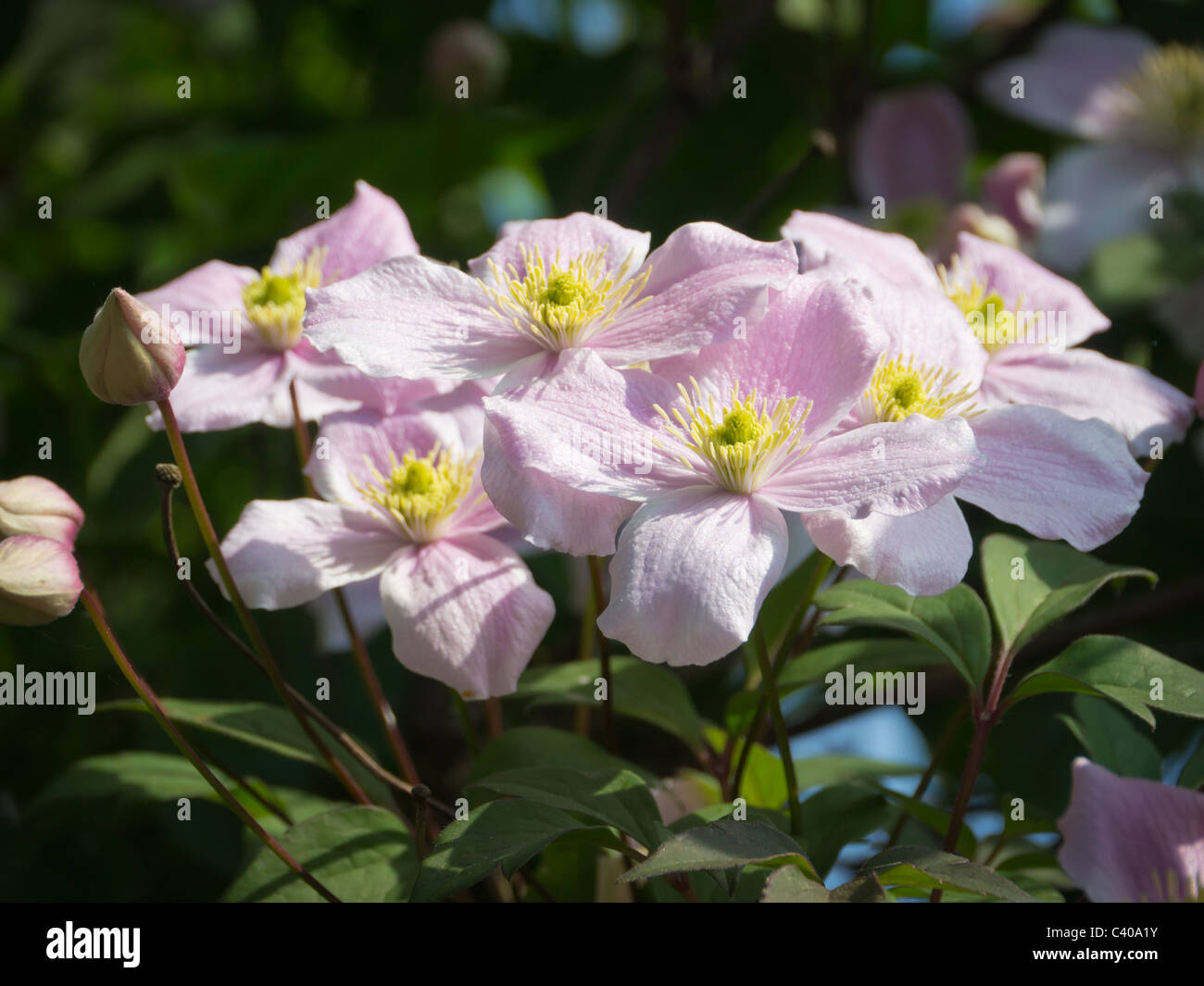 Pink clematis blossoms Stock Photo Alamy