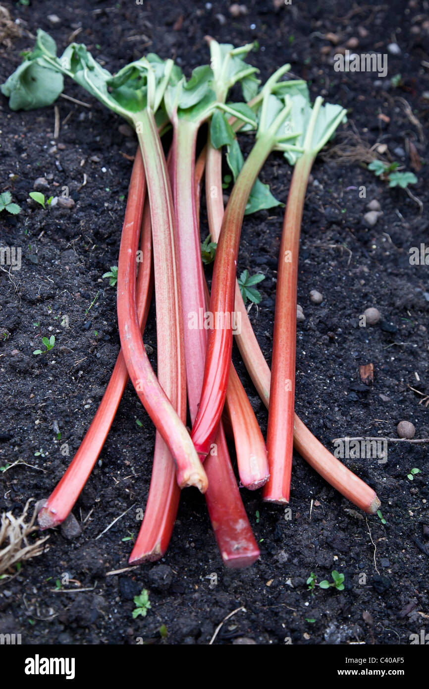 Fresh rhubarbs laying on the ground with black soil Stock Photo