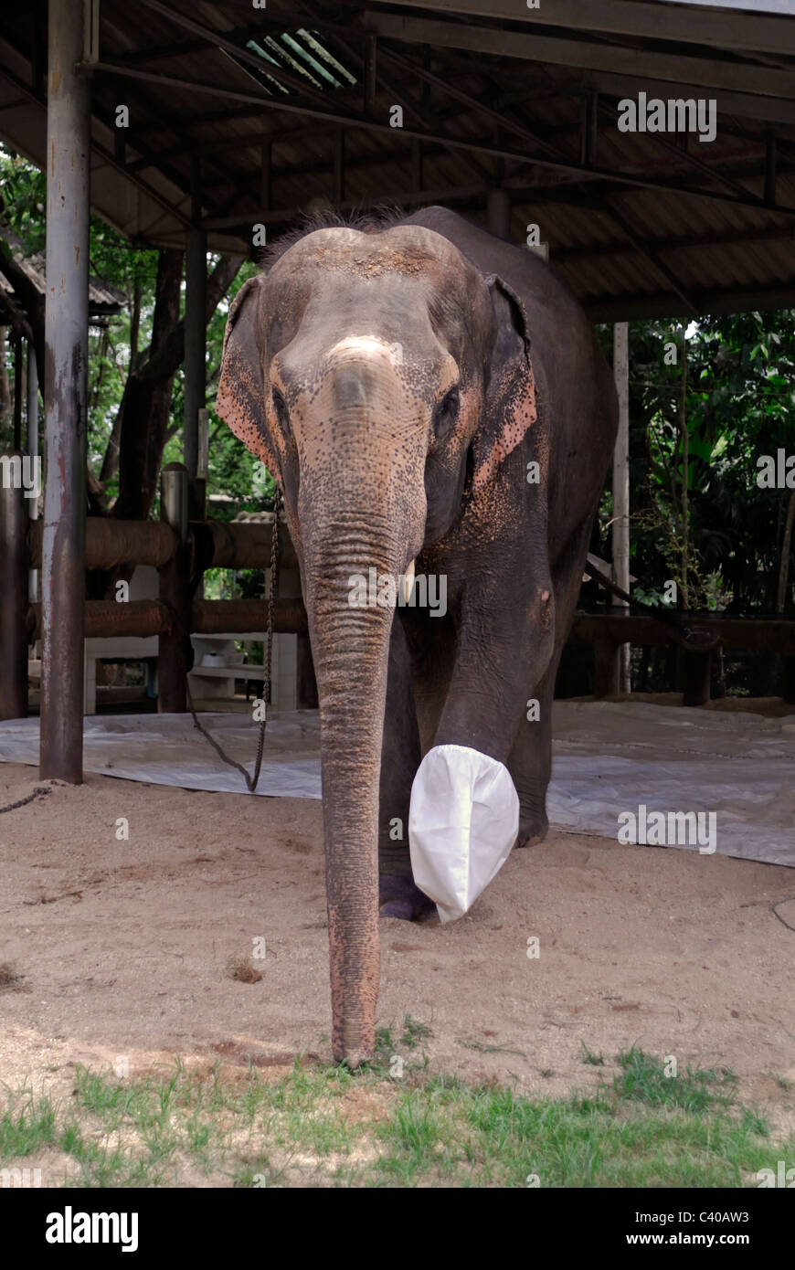 land mine elephant victim Motala Stock Photo