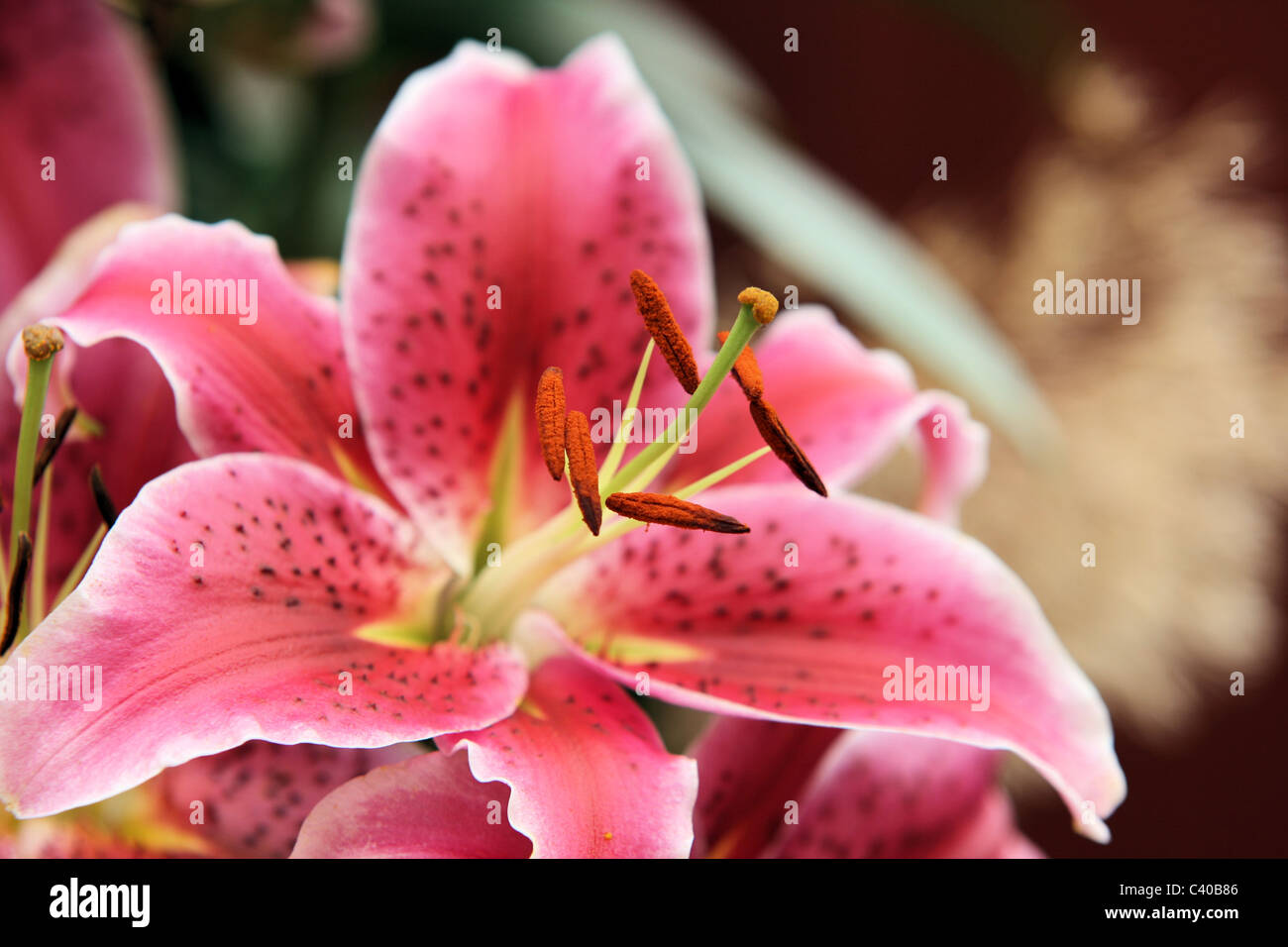 Pink Lily Stock Photo