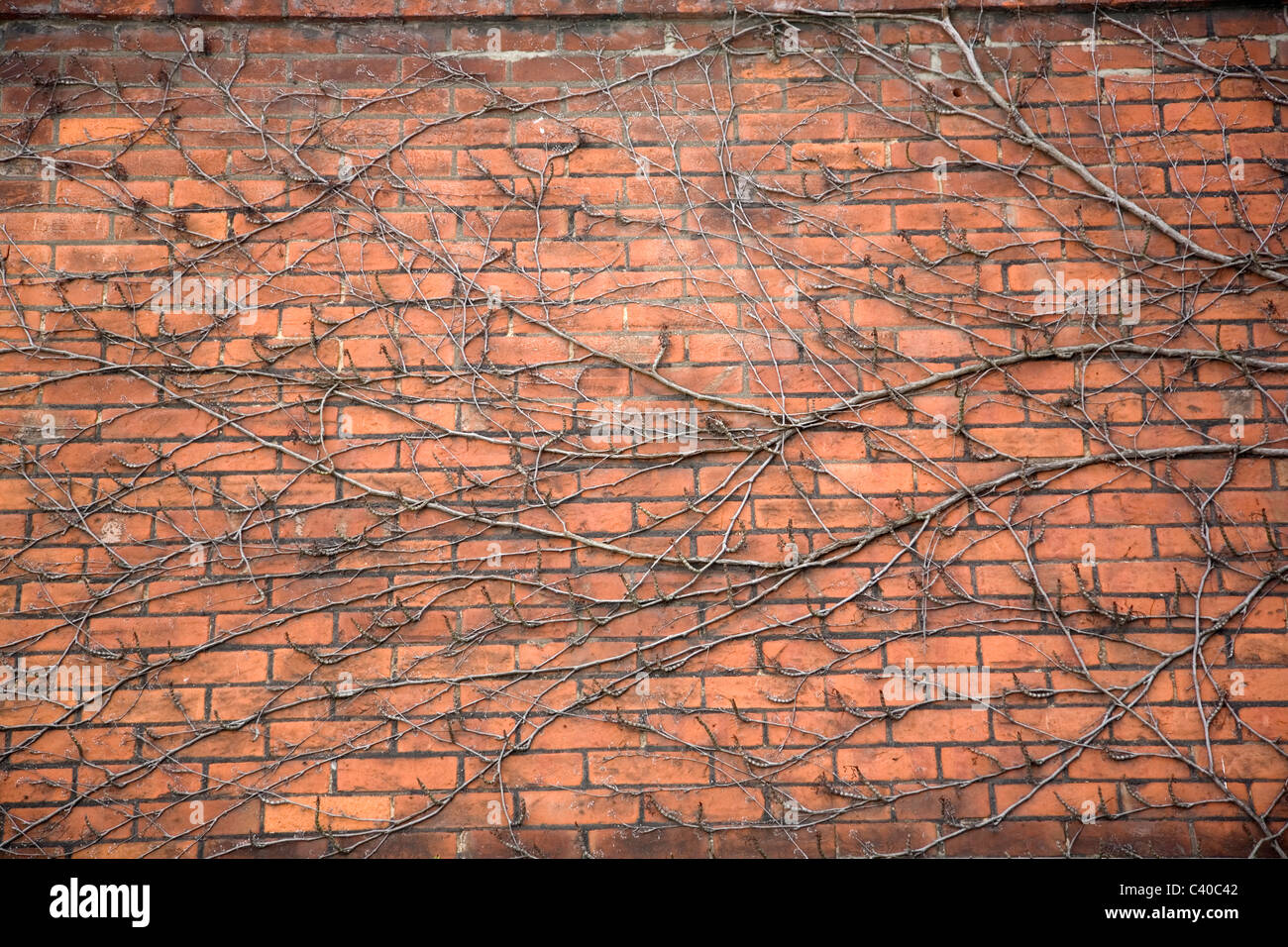 Ivy roots climbing wall Stock Photo Alamy
