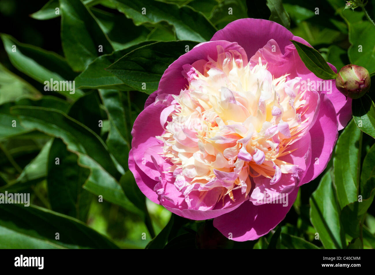 Peony, Paeonia lactiflora 'Bowl of Beauty' Stock Photo