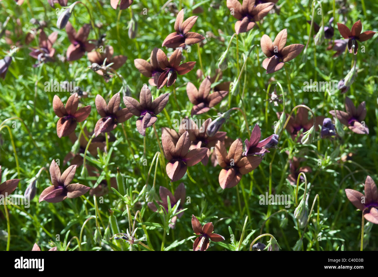 Wild violet (Monopsis unidens) flowers Kirstenbosch National Botanical Garden Cape Town Western Cape South Africa Stock Photo