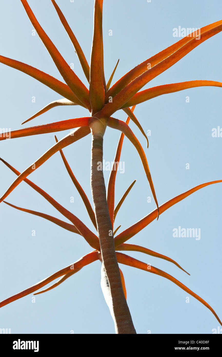 Tree aloe (Aloe barberae) native to South Africa, largest aloe, ornamental plant Kirstenbosch National Botanical Garden Cape Stock Photo