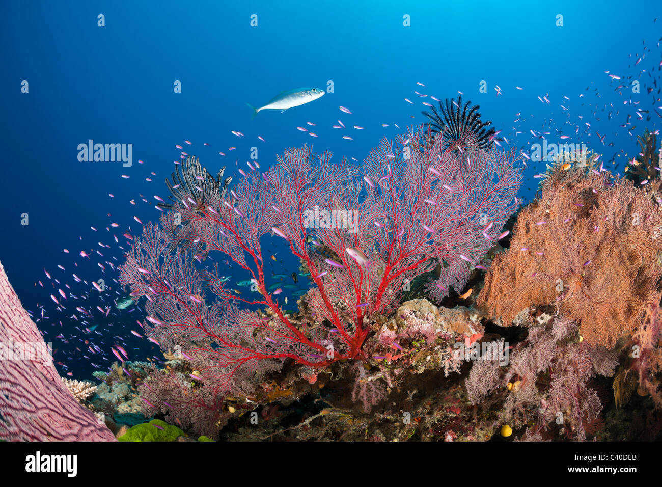 Sea Fan in Coral Reef, Melithaea sp., Wakaya, Lomaiviti, Fiji Stock Photo