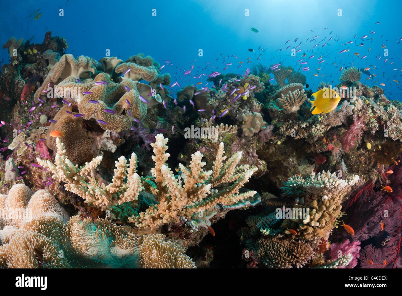 Coral Reef, Wakaya, Lomaiviti, Fiji Stock Photo