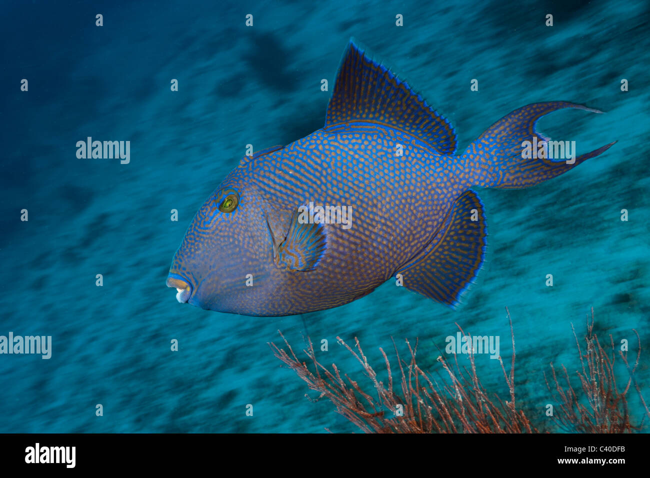 Blue Triggerfish, Pseudobalistes fuscus, Namena Marine Reserve, Fiji Stock Photo