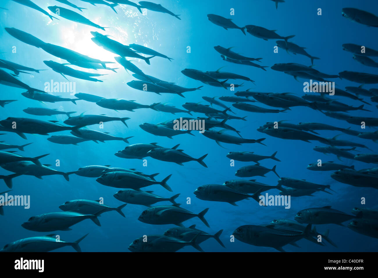 Shoal of Bigeye Trevally, Caranx sexfasciatus, Namena Marine Reserve, Fiji Stock Photo