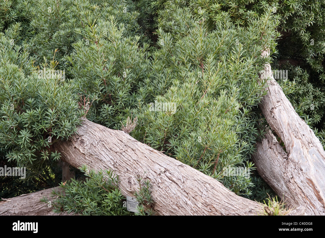 Breede River Yellowwood (Podocarpus elongates) with new shouts sprouting on the nearly 100 years old trunk Kirstenbosch National Stock Photo