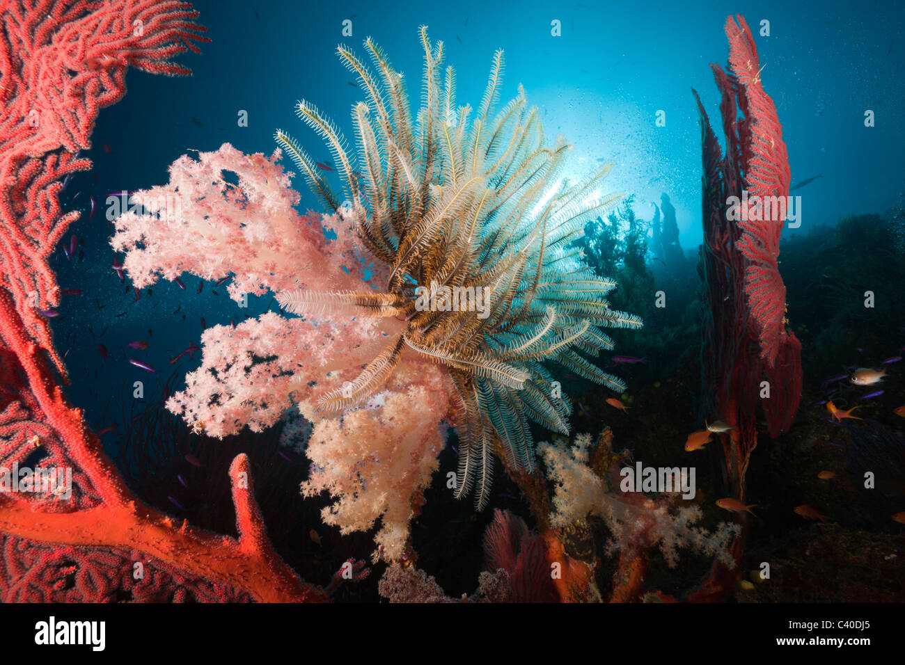 Coral Reef, Namena Marine Reserve, Fiji Stock Photo
