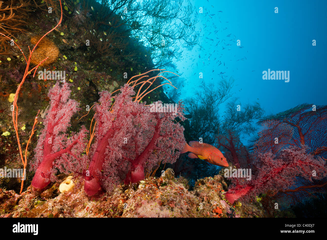 Coral Reef, Namena Marine Reserve, Fiji Stock Photo
