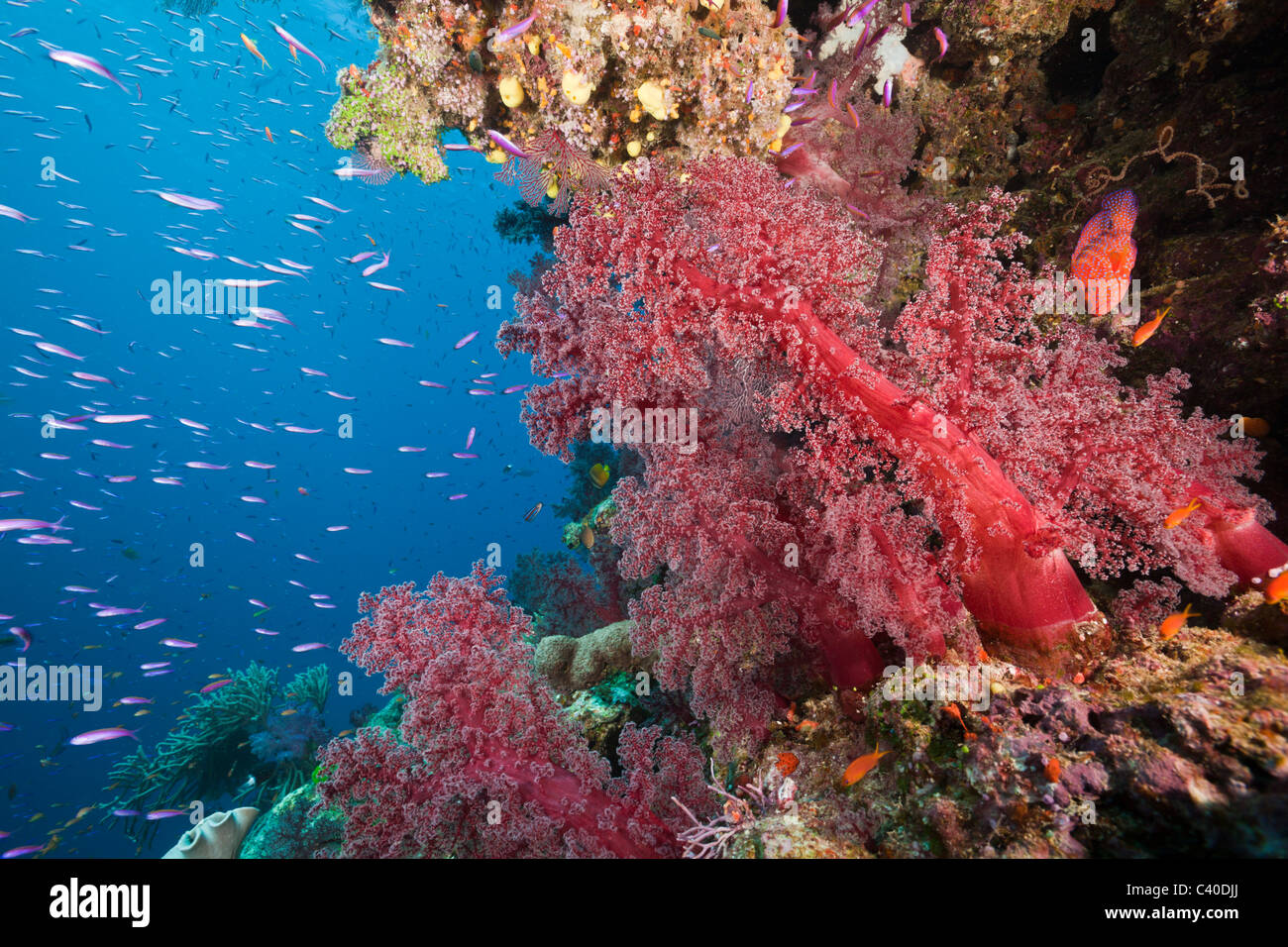 Coral Reef, Namena Marine Reserve, Fiji Stock Photo