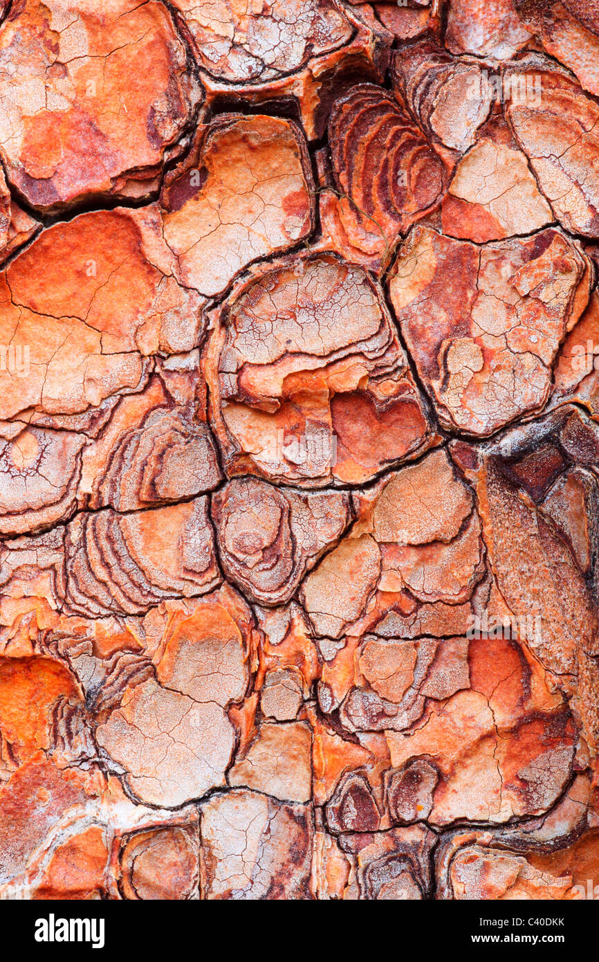 Alps, cutting, part, tree, bark, trunk, mountain, mountains, flora, bark, detail, flora, form, shape, mountains, Larix, larch wo Stock Photo