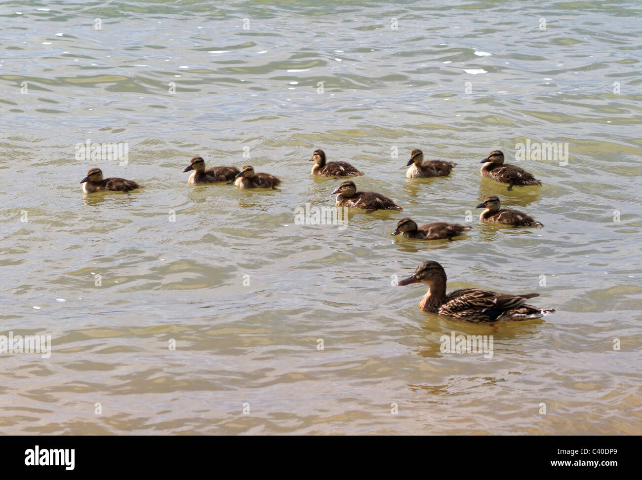 Female Mallard Duck, Anas platyrhynchos, with babies. Nine baby ducks swimming at the edge of the lake with their mother. Stock Photo