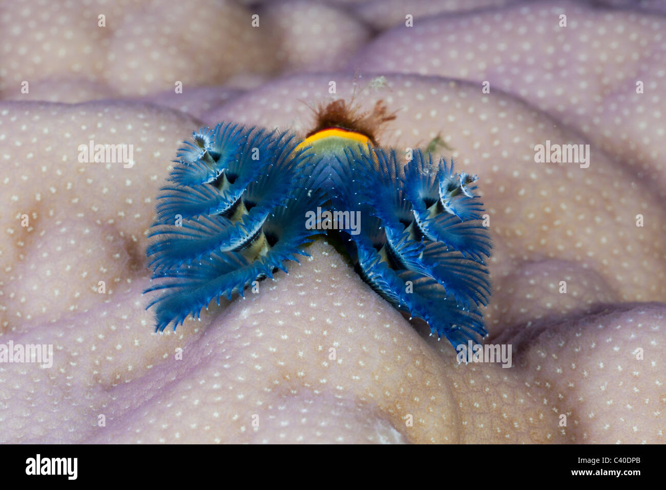Blue Christmas Tree Worm, Spirobranchus giganteus, Namena Marine Reserve, Fiji Stock Photo