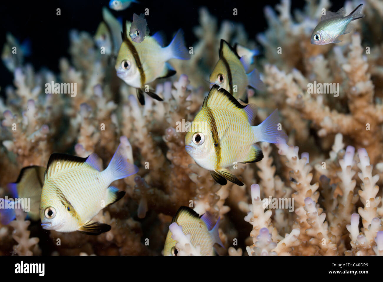Reticulated Dascyllus, Dascyllus reticulatus, Namena Marine Reserve, Fiji Stock Photo