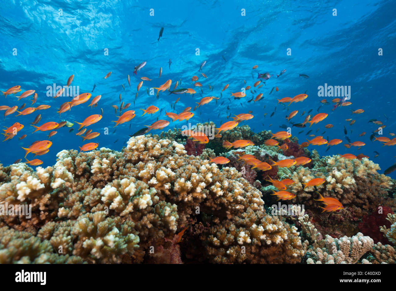 Lyretail Anthias in Coral Reef, Pseudanthias squamipinnis, Gau, Lomaiviti, Fiji Stock Photo