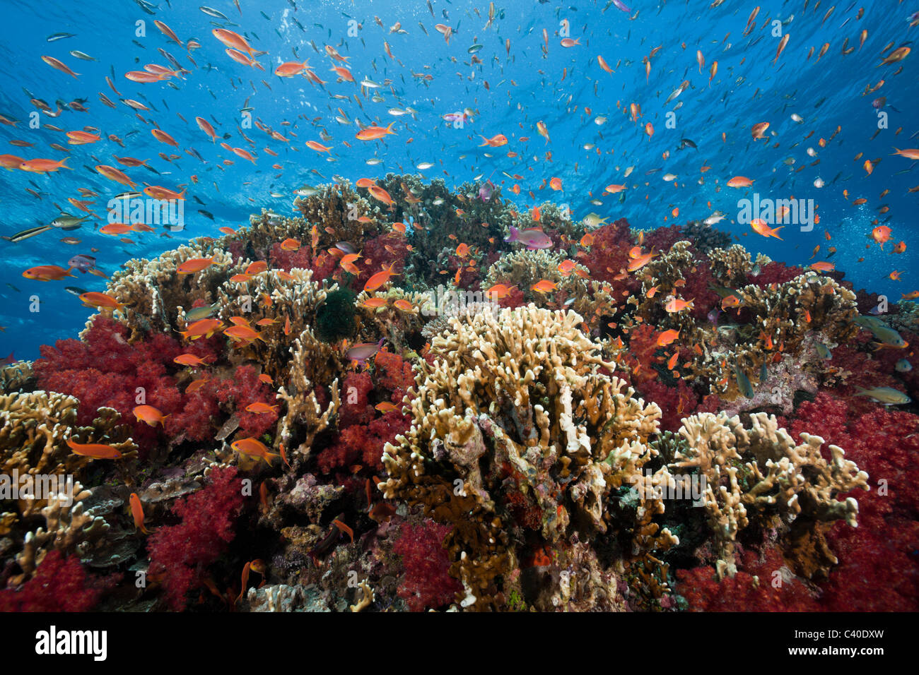 Lyretail Anthias in Coral Reef, Pseudanthias squamipinnis, Gau, Lomaiviti, Fiji Stock Photo
