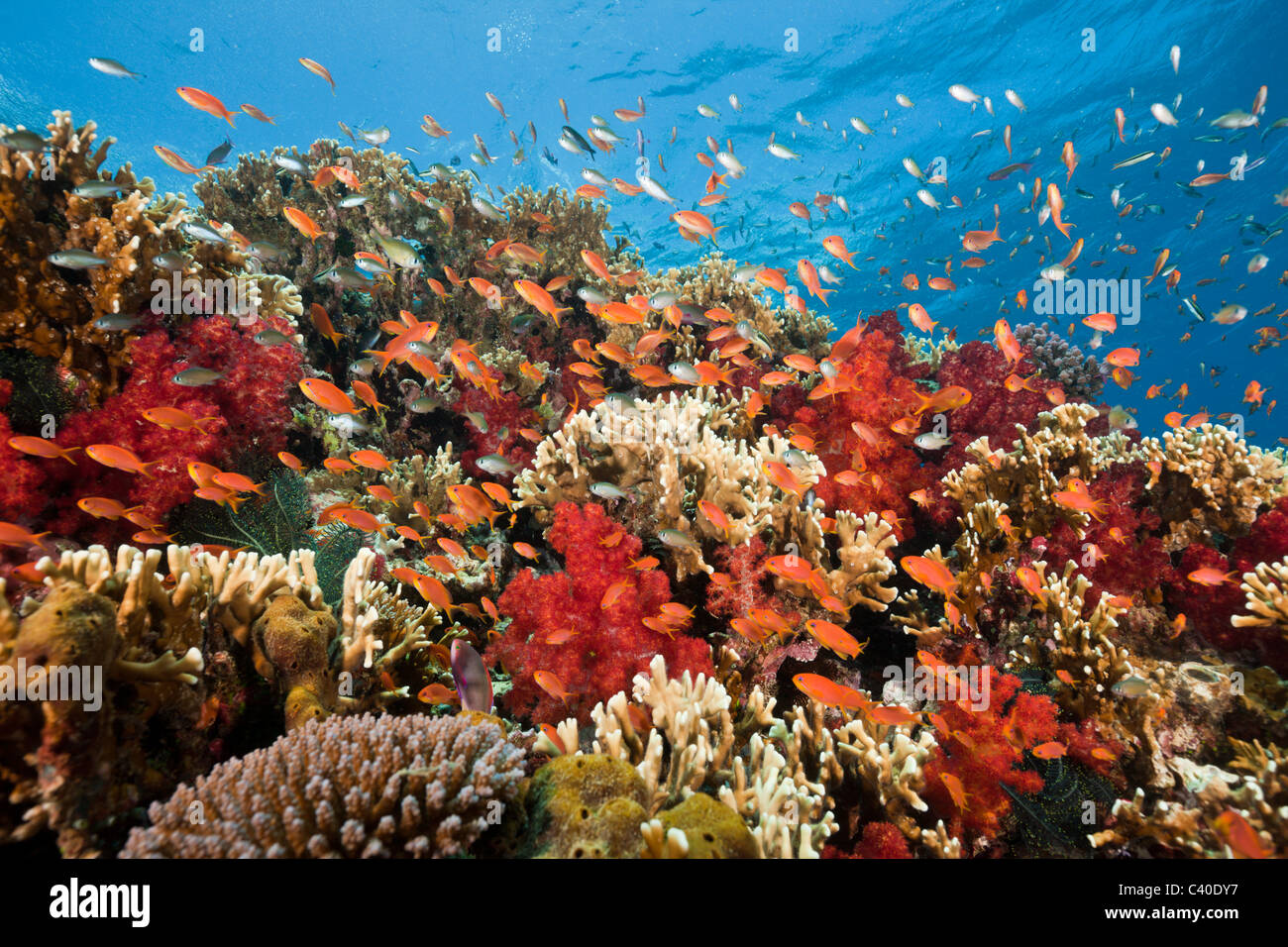 Lyretail Anthias in Coral Reef, Pseudanthias squamipinnis, Gau, Lomaiviti, Fiji Stock Photo