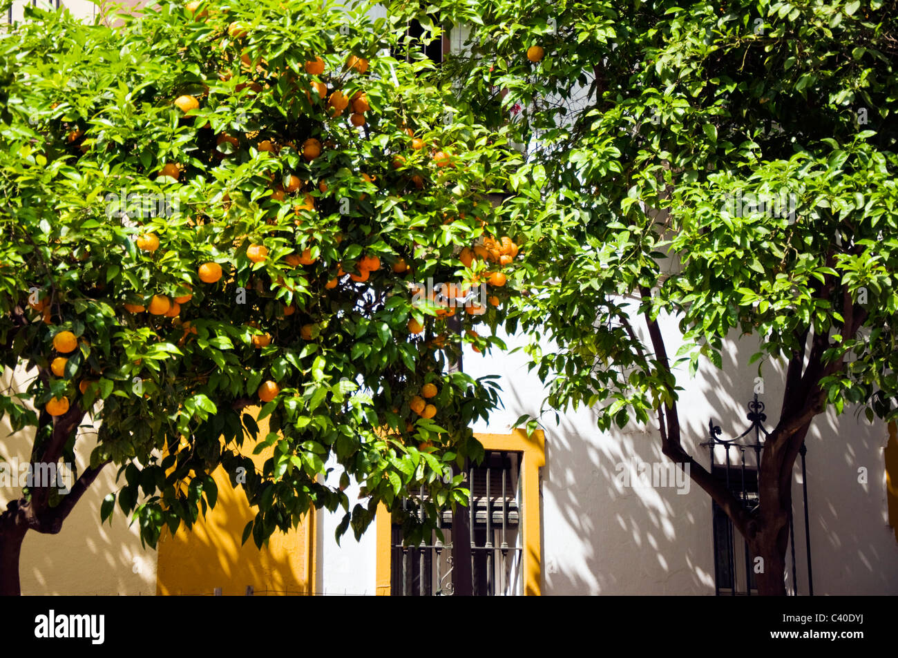 Seville orange trees in fruit in the city of Seville Sevilla Spain