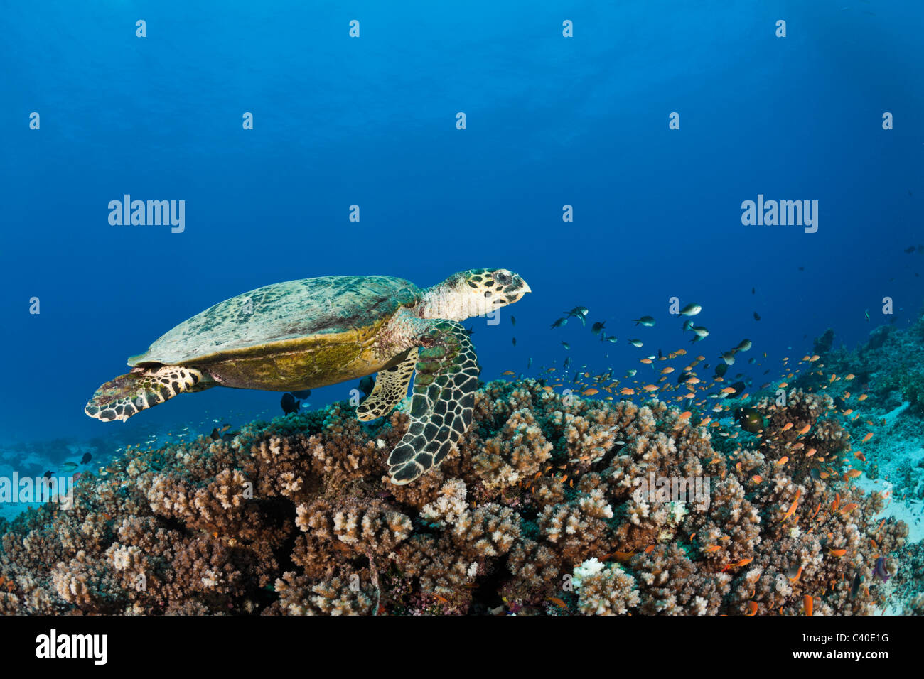 Hawksbill Turtle, Eretmochelys imbricata, Namena Marine Reserve, Fiji Stock Photo