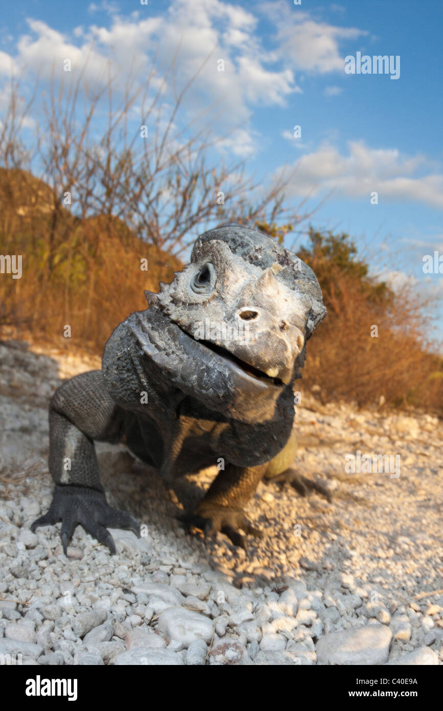 Rhinoceros Iguana, Cyclura cornuta, Isla Cabritos National Park, Lago