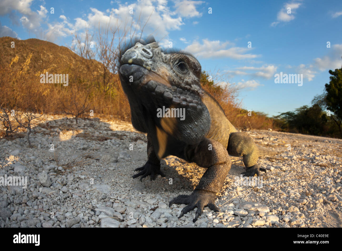 Rhinoceros Iguana, Cyclura cornuta, Isla Cabritos National Park, Lago Enriquillo, Dominican Republic Stock Photo