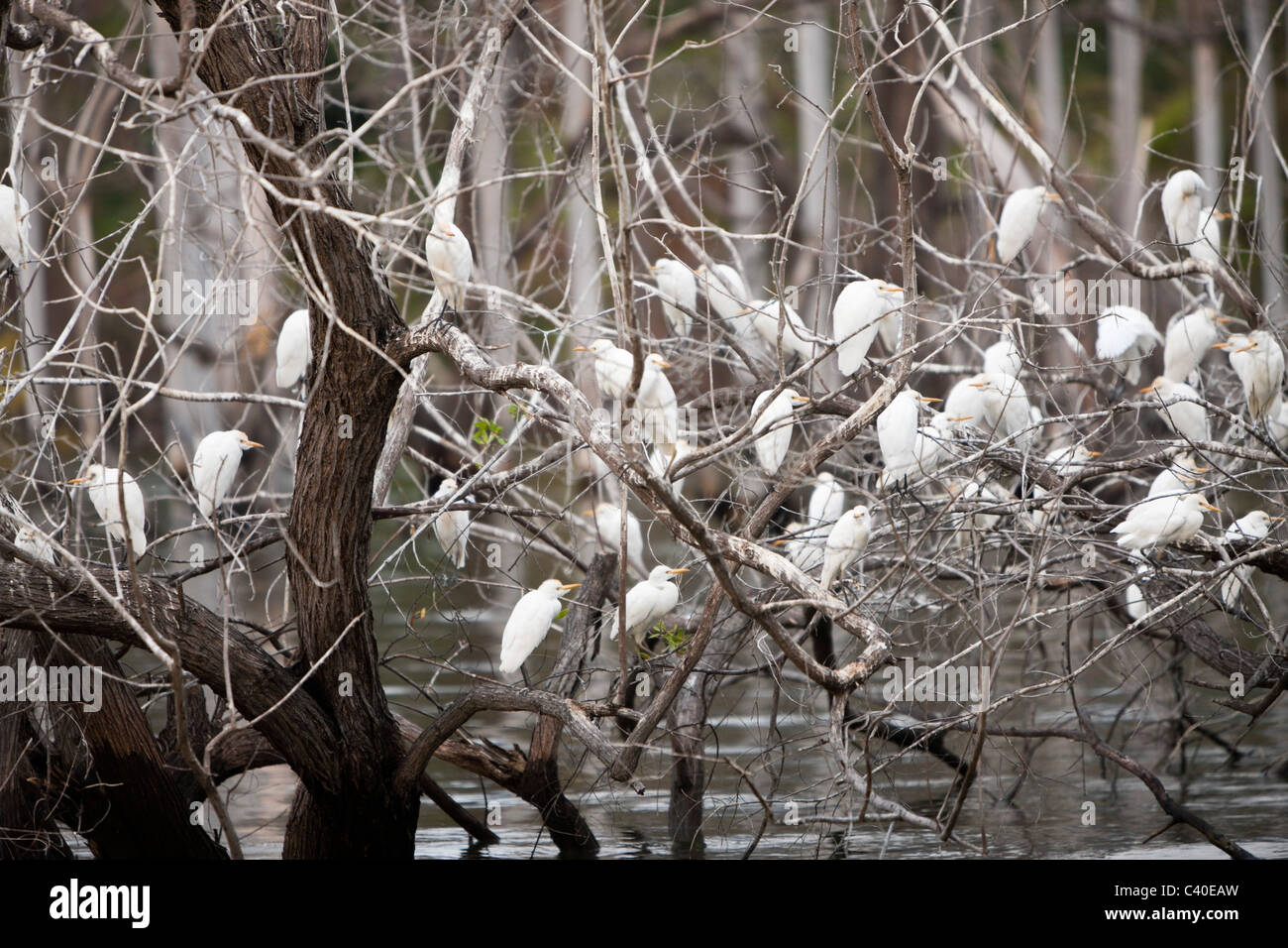 Bird Colony at Saltlake Lago Enriquillo, Isla Cabritos National Park, Dominican Republic Stock Photo