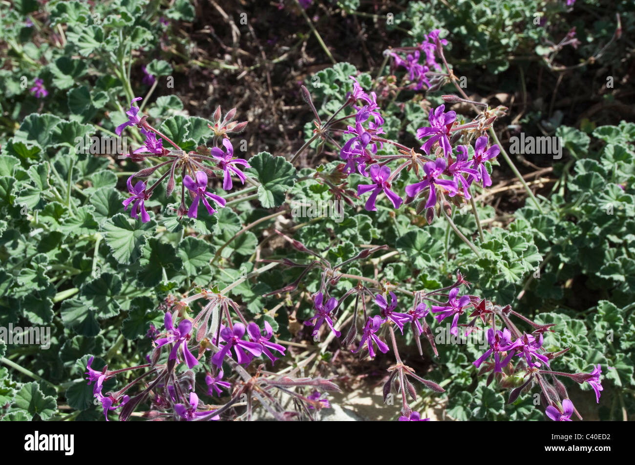 Kidney-leaf pelargonium (Pelargonium renifolium subsp. reniforme) flowers declining Kirstenbosch National Botanical Garden Cape Stock Photo