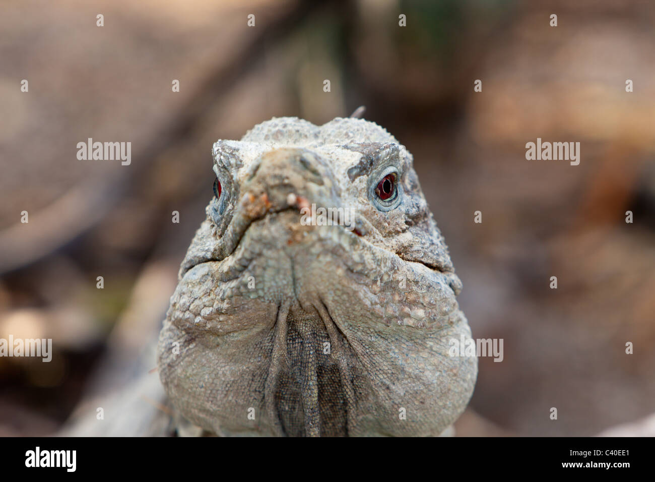 Hispaniolan Ground Iguana, Cyclura ricordii, Isla Cabritos National Park, Lago Enriquillo, Dominican Republic Stock Photo