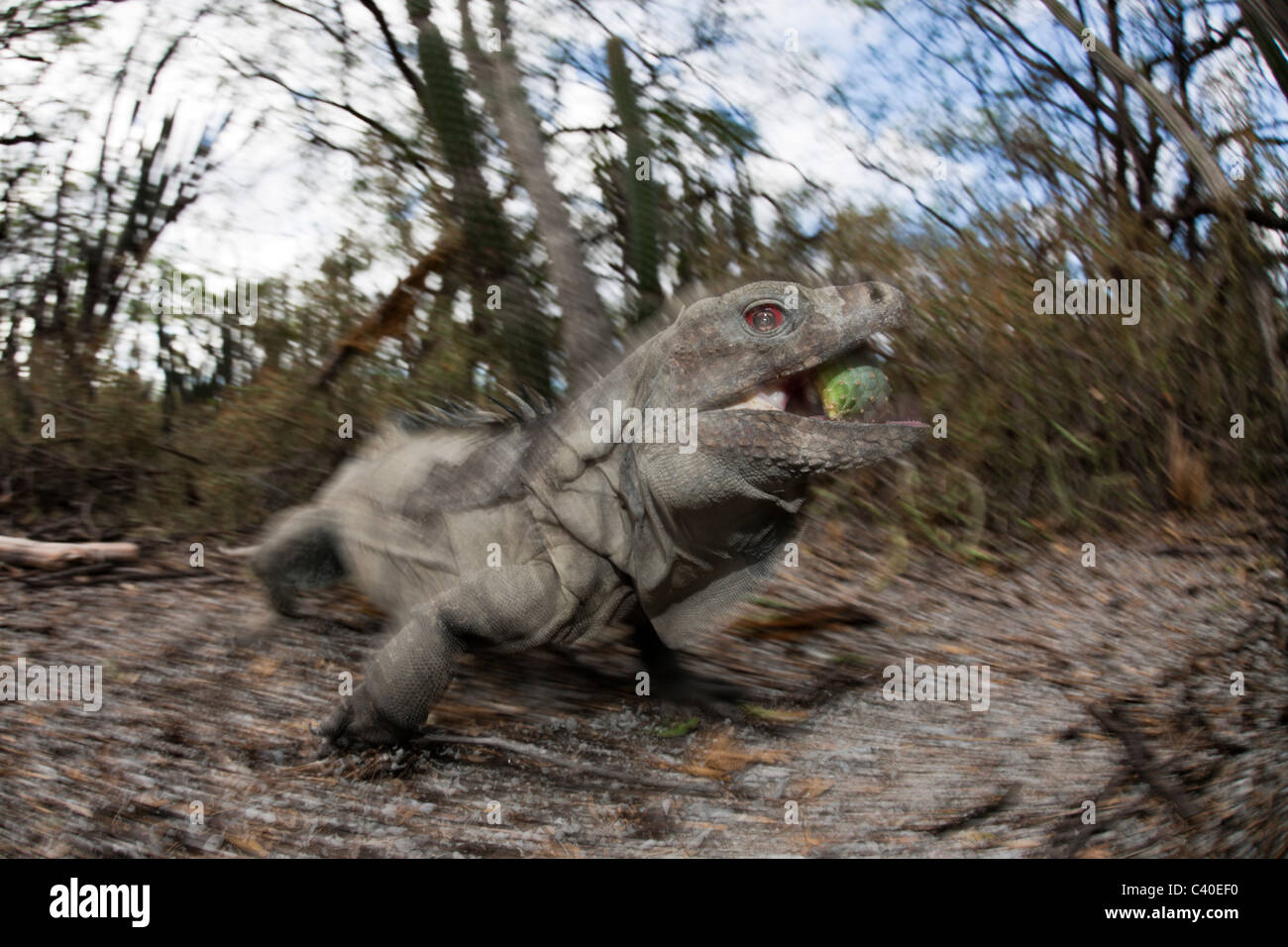 Hispaniolan Ground Iguana, Cyclura ricordii, Isla Cabritos National Park, Lago Enriquillo, Dominican Republic Stock Photo