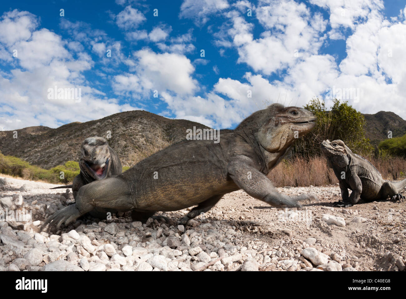 Rhinoceros Iguana, Cyclura cornuta, Isla Cabritos National Park, Lago Enriquillo, Dominican Republic Stock Photo