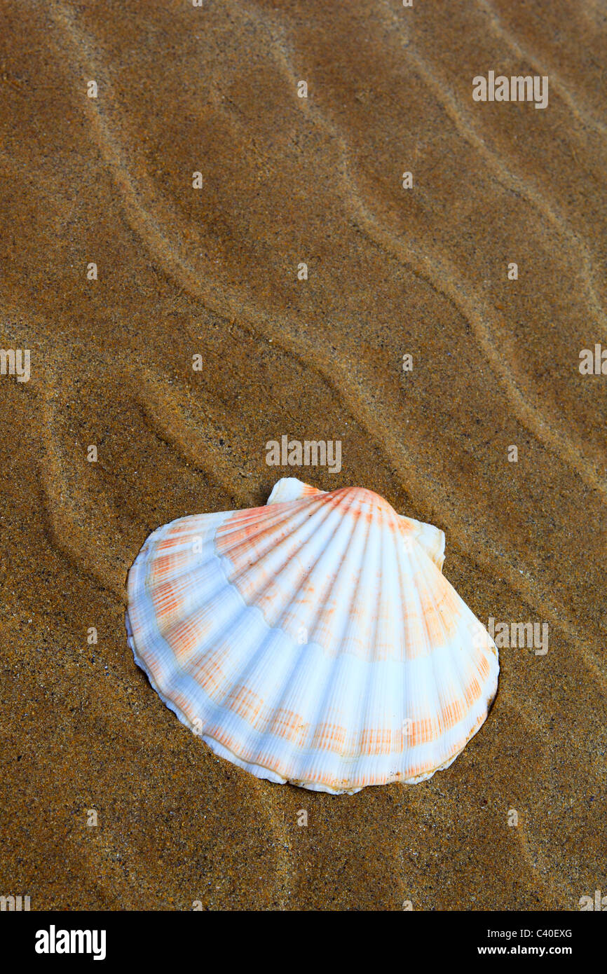 1, detail, Jakobs, scallop shell, pilgrim scallop, coast, line, macro, bull, bulls, mussel, mollusc, pattern, close-up, nature, Stock Photo