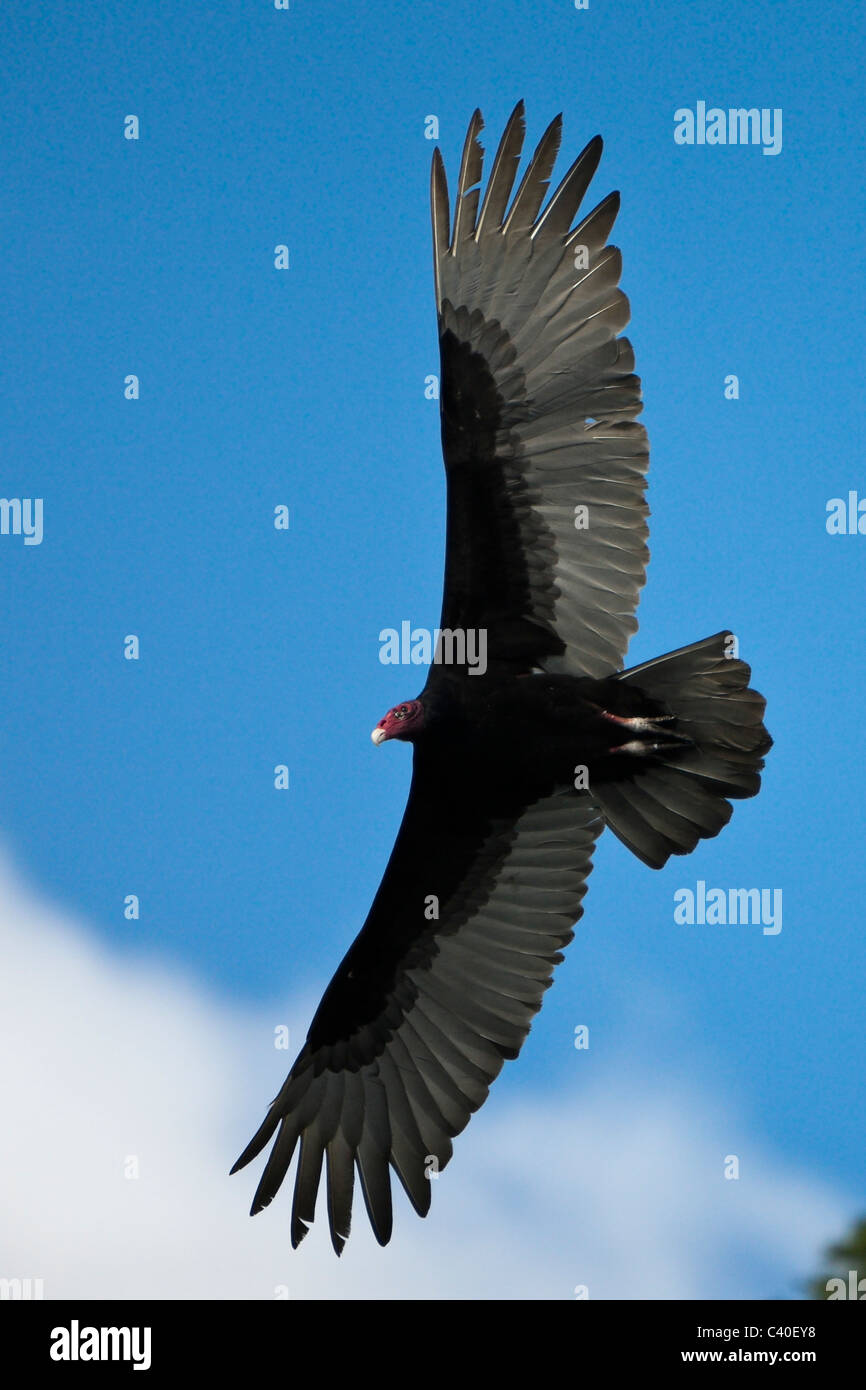 Turkey Vulture in Flight, Cathartes aura, Los Haitises National Park, Dominican Republic Stock Photo