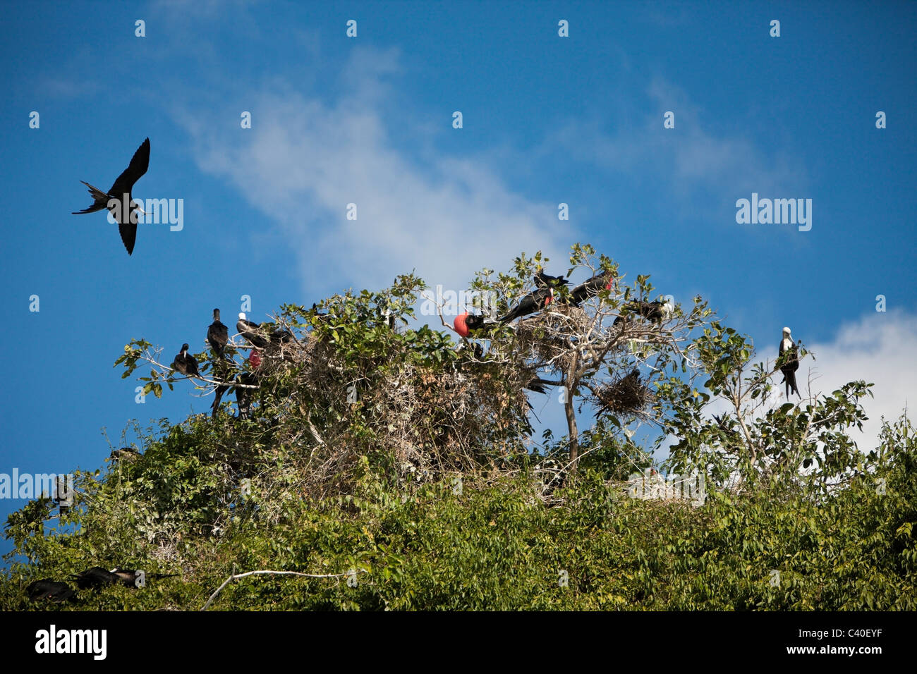 Magnificent Frigatebirds on Bird Island La Cacata, Fregata magnificens, Los Haitises National Park, Dominican Republic Stock Photo