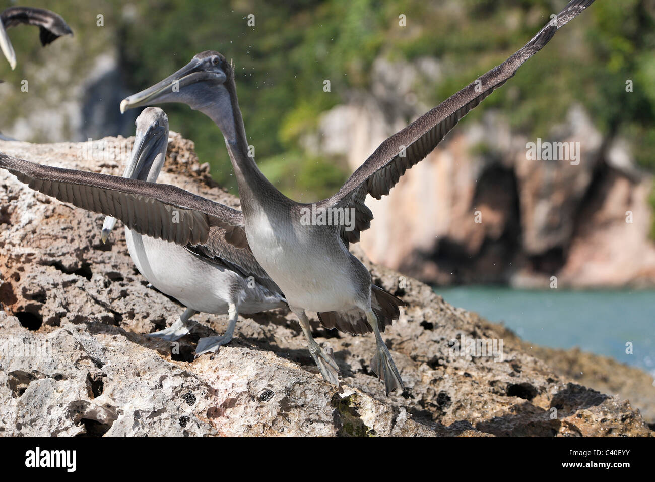 Pelicano resting on Rocks, Pelecanus occidentalis, Los Haitises National Park, Dominican Republic Stock Photo