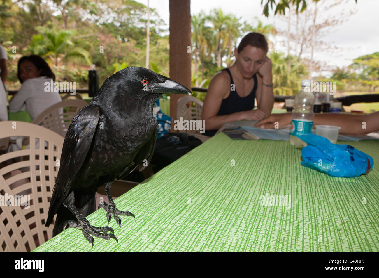 Crow pilfers in popular restaurant, Corvus sp., Los Haitises National Park, Dominican Republic Stock Photo