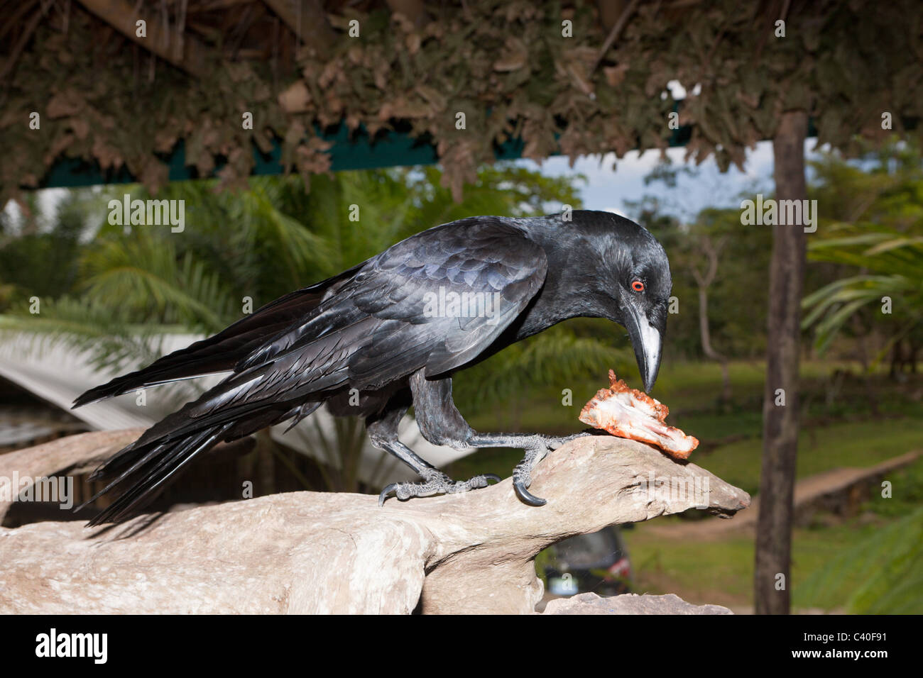 Crow pilfers in popular restaurant, Corvus sp., Los Haitises National Park, Dominican Republic Stock Photo