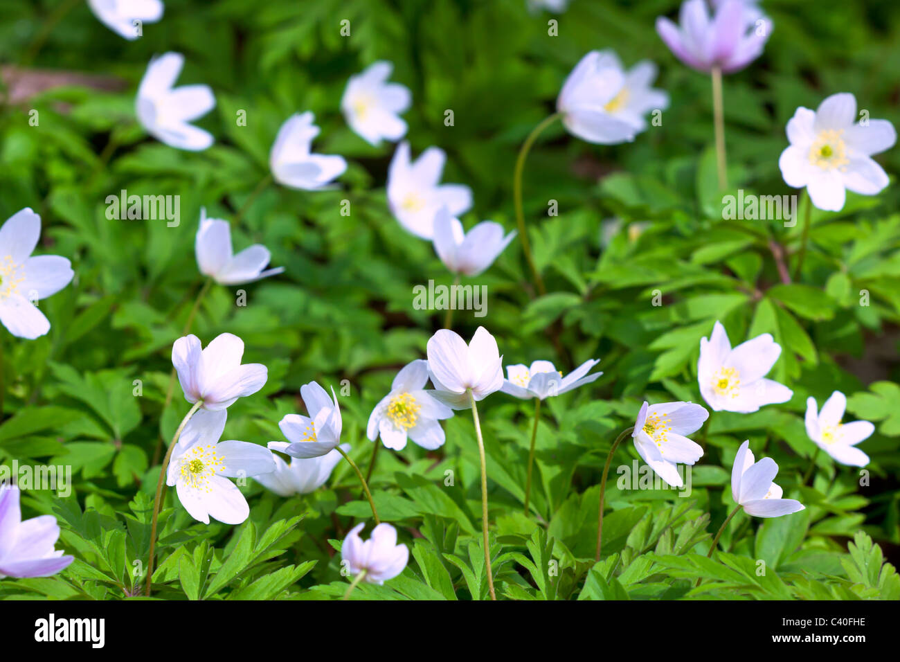 white wild anemones field. horizontal shot Stock Photo - Alamy